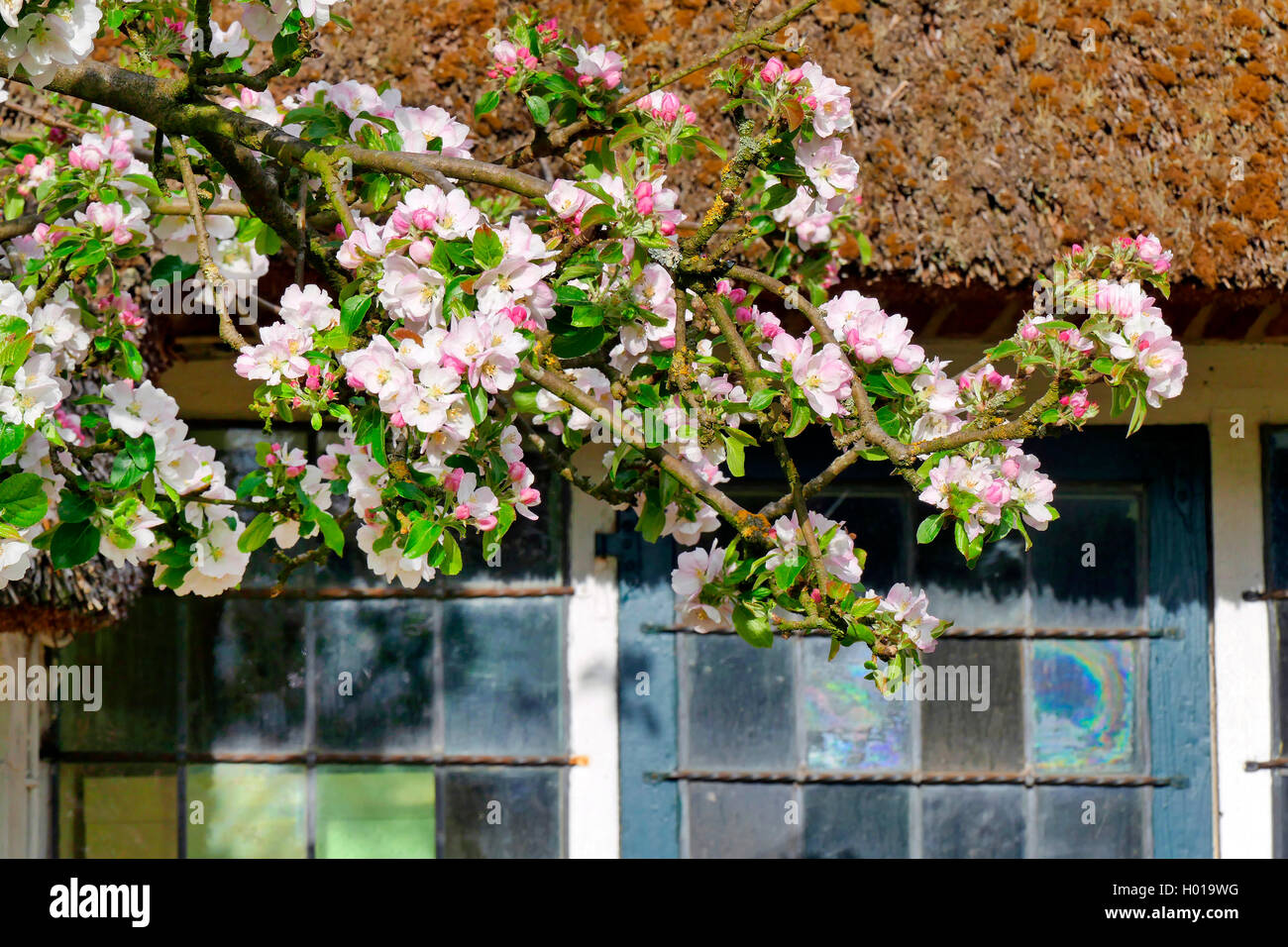 apple tree (Malus domestica), branch of a blooming apple tree in front of thatched-roof farm house with cown glass, Germany, Lower Saxony, Stade Stock Photo