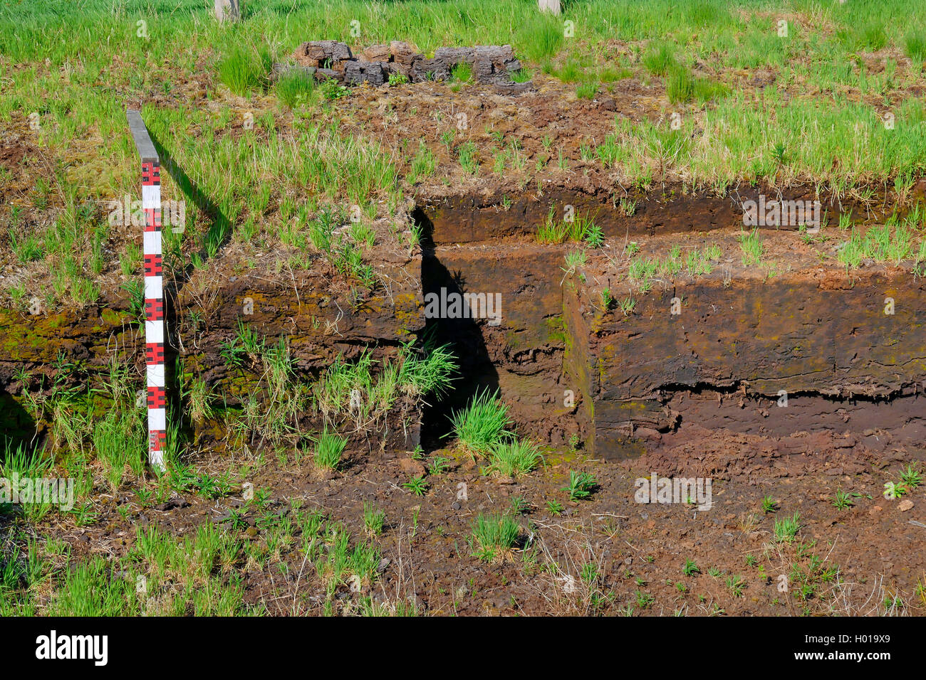 measure at peat soil horizons, Germany, Lower Saxony, Huvenhoopsmoor Stock Photo