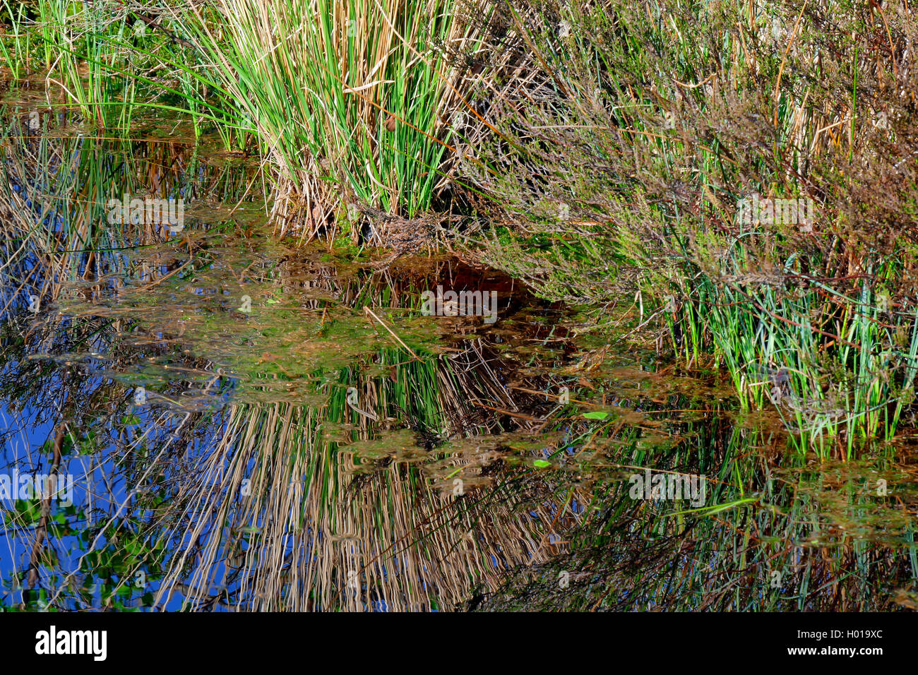 rushes in moor pond, Germany, Lower Saxony, Huvenhoopsmoor Stock Photo