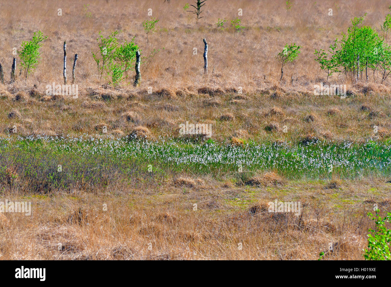 common cotton-grass, narrow-leaved cotton-grass (Eriophorum angustifolium), cotton-gras and dead birches, Germany, Lower Saxony, Huvenhoopsmoor Stock Photo