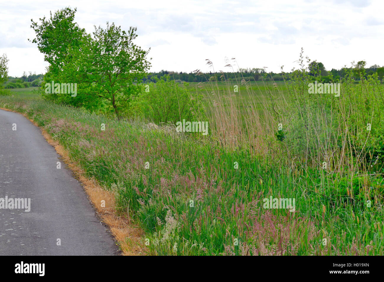 mit Herbizid behandelter Strassenrand, Deutschland, Niedersachsen, Bremervoerde  | road site treated with herbizid, Germany, Low Stock Photo