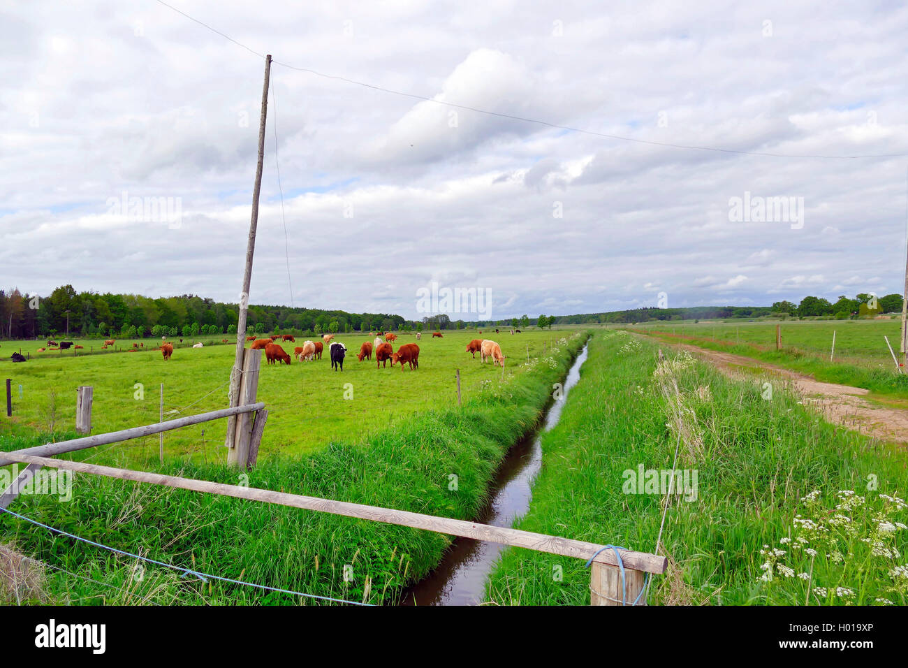 Hausrind (Bos primigenius f. taurus), Rinder auf einer Weide, Deutschland, Niedersachsen, Bremervoerde  | domestic cattle (Bos p Stock Photo