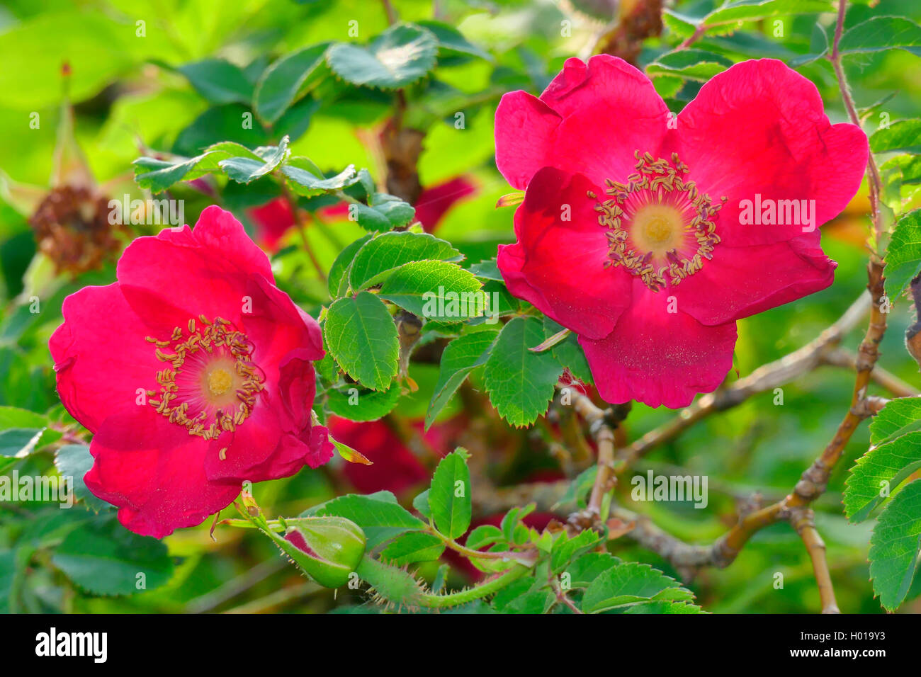Moyes Rose (Rosa moyesii 'Geranium', Rosa moyesii Geranium), cultivar Geranium Stock Photo