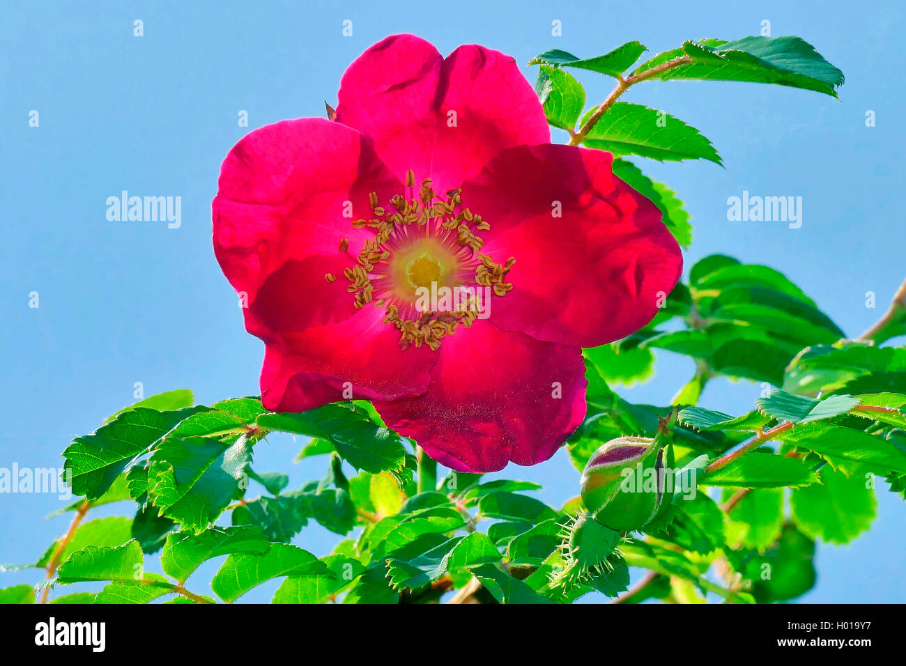 Moyes Rose (Rosa moyesii 'Geranium', Rosa moyesii Geranium), cultivar Geranium Stock Photo