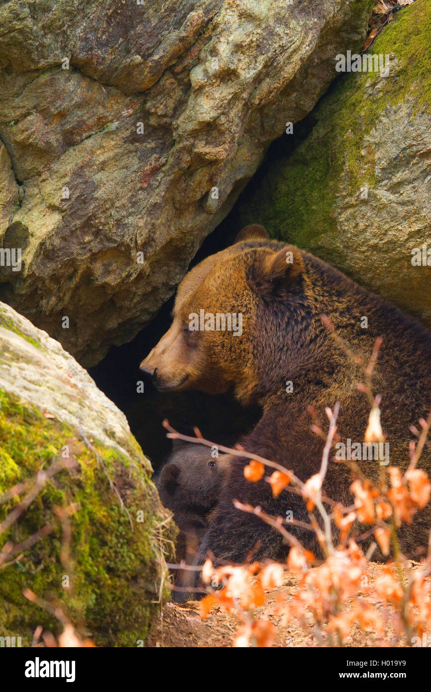 European brown bear (Ursus arctos arctos), cub suckles, Germany, Bavaria, Bavarian Forest National Park Stock Photo