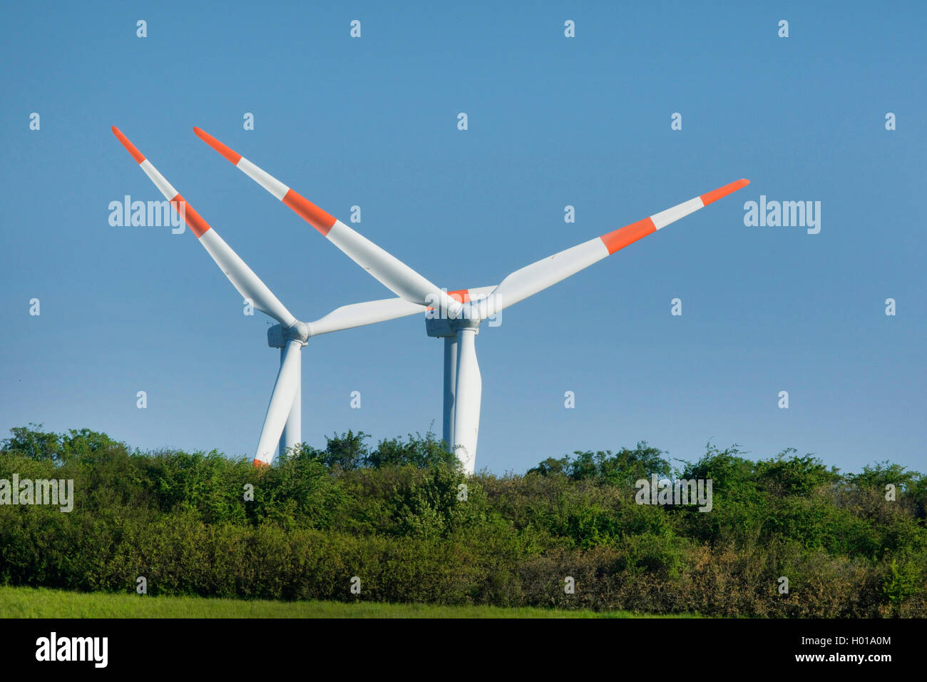 two windmills behind a hedge, Germany, North Rhine-Westphalia, Voreifel Stock Photo
