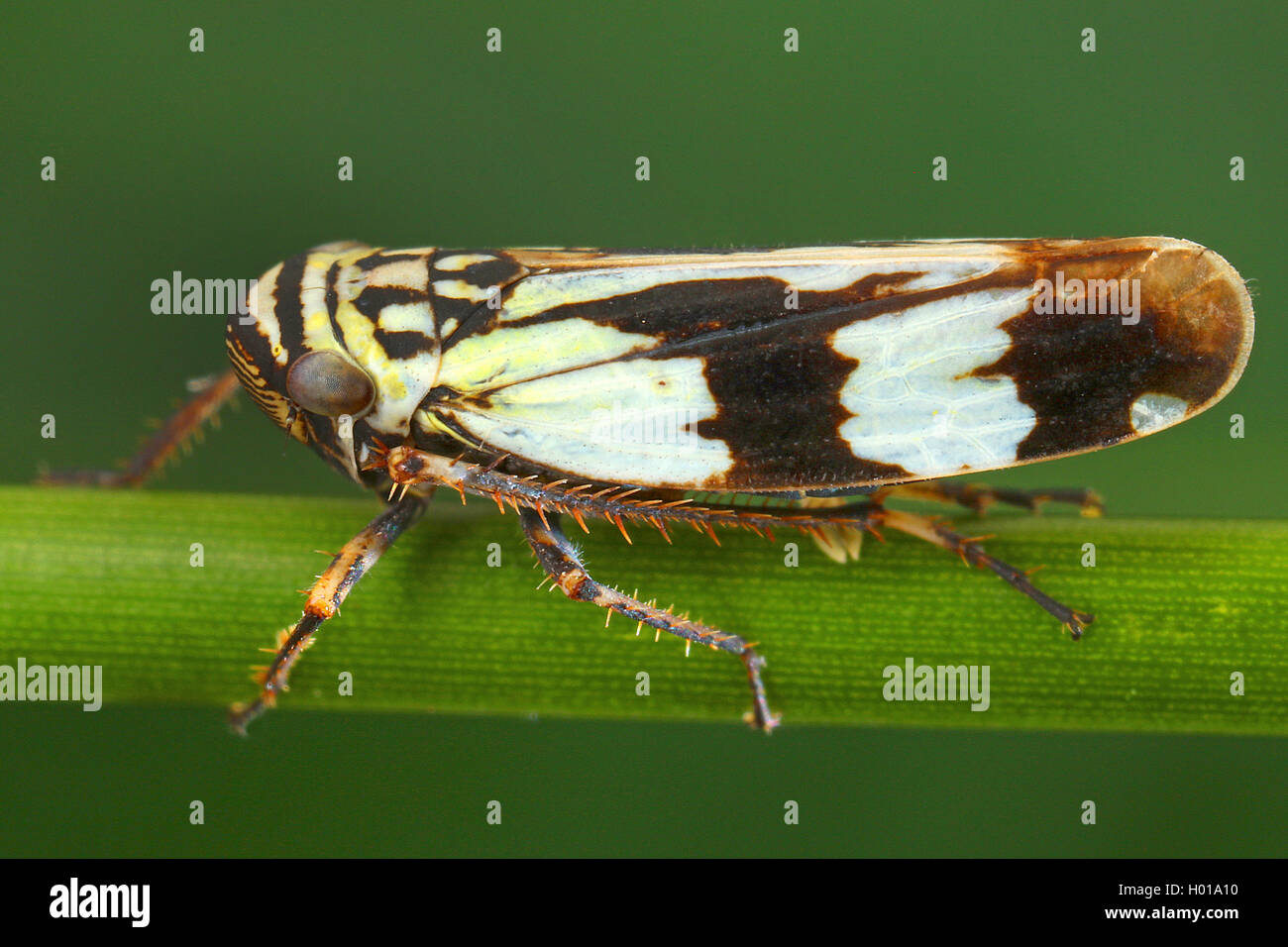 Zwergzikade, Aglena ornata (Aglena ornata), auf einem Staengel, Rumaenien | leafhopper (Aglena ornata), on a stem, Romania | BLW Stock Photo