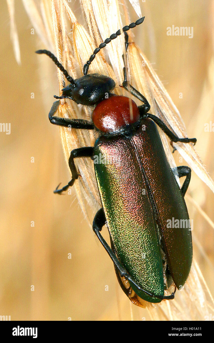 Blister beetle (Alosimus syriacus austriacus), on a grass ear, Romania Stock Photo