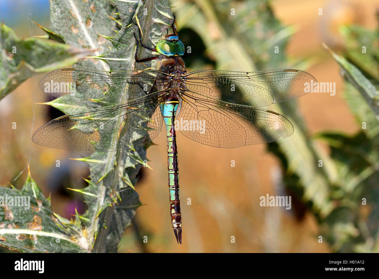 lesser emperor dragonfly (Anax parthenope), male, Romania Stock Photo