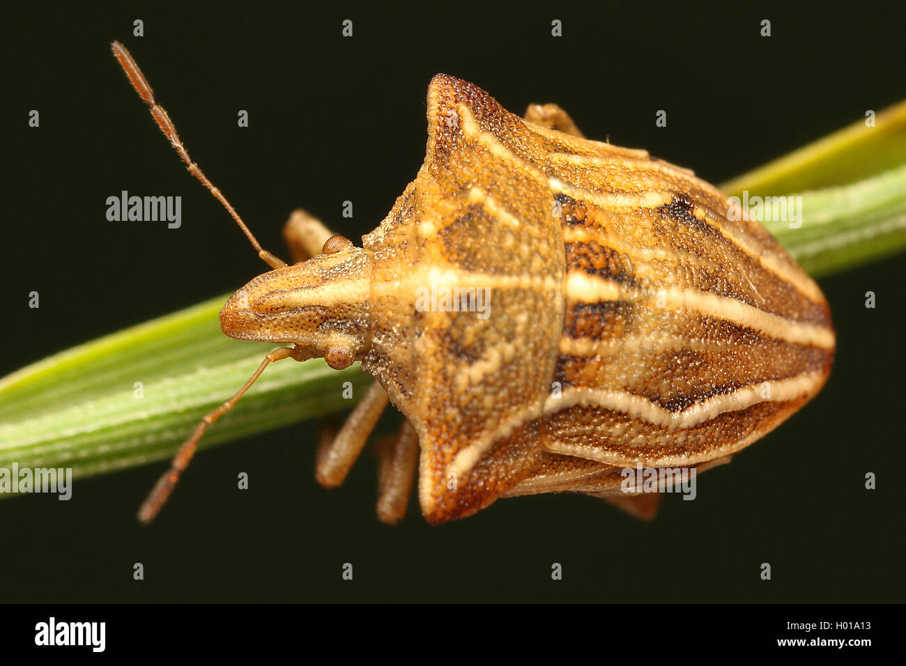 tree bug (Ancyrosoma leucogrammes), sits on a leaf, Romania Stock Photo