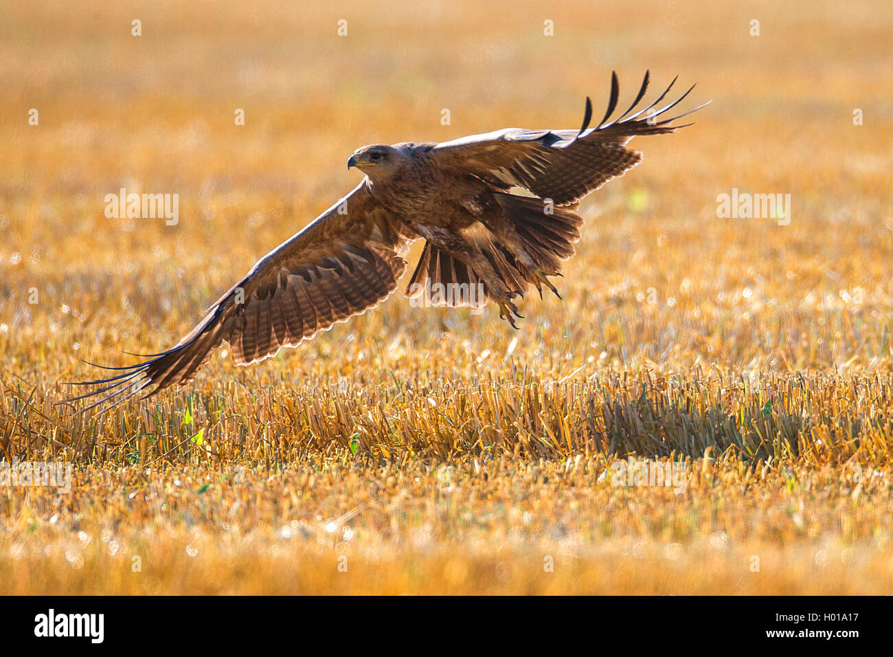 long-legged buzzard (Buteo rufinus), landing, Romania Stock Photo - Alamy