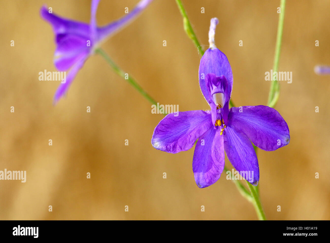 forking larkspur, field larkspur (Consolida regalis, Delphinium consolida), flowers, Romania Stock Photo