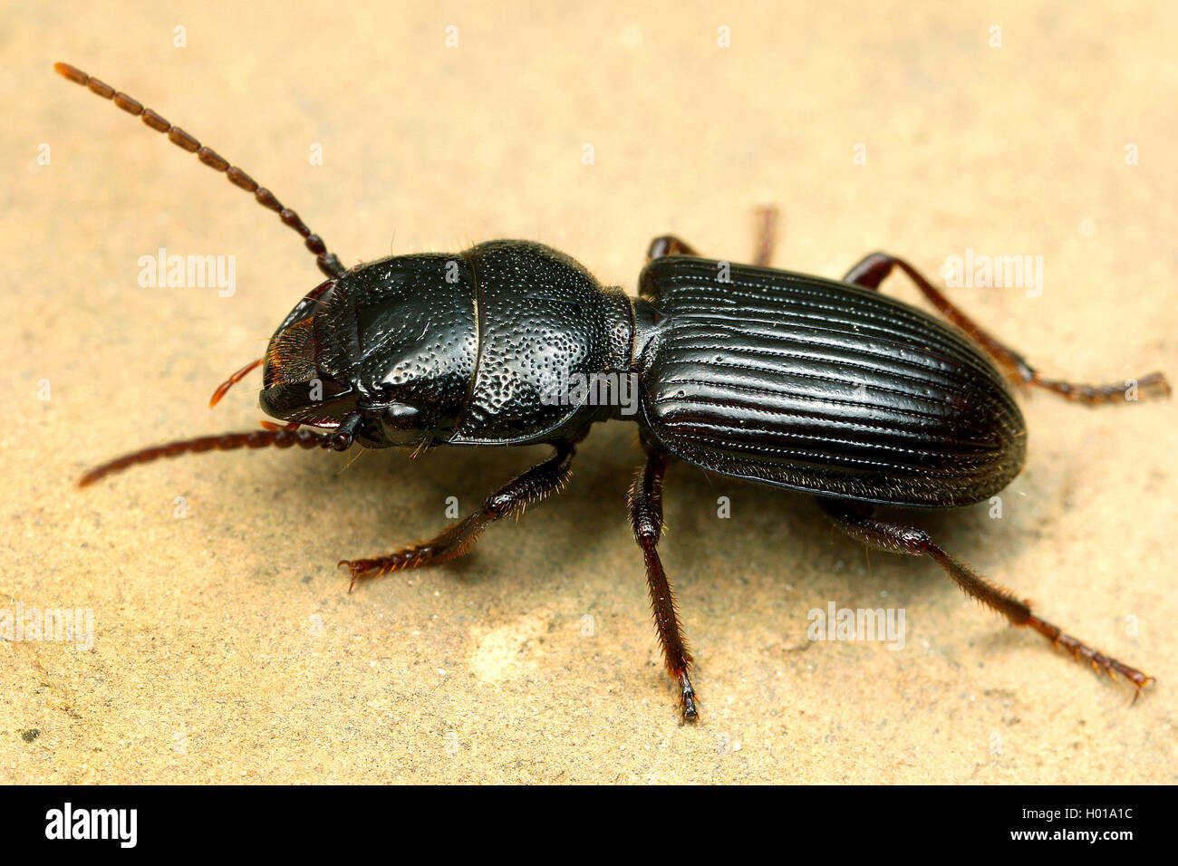 Ground beetle (Dixus clypeatus), on the ground, Romania Stock Photo