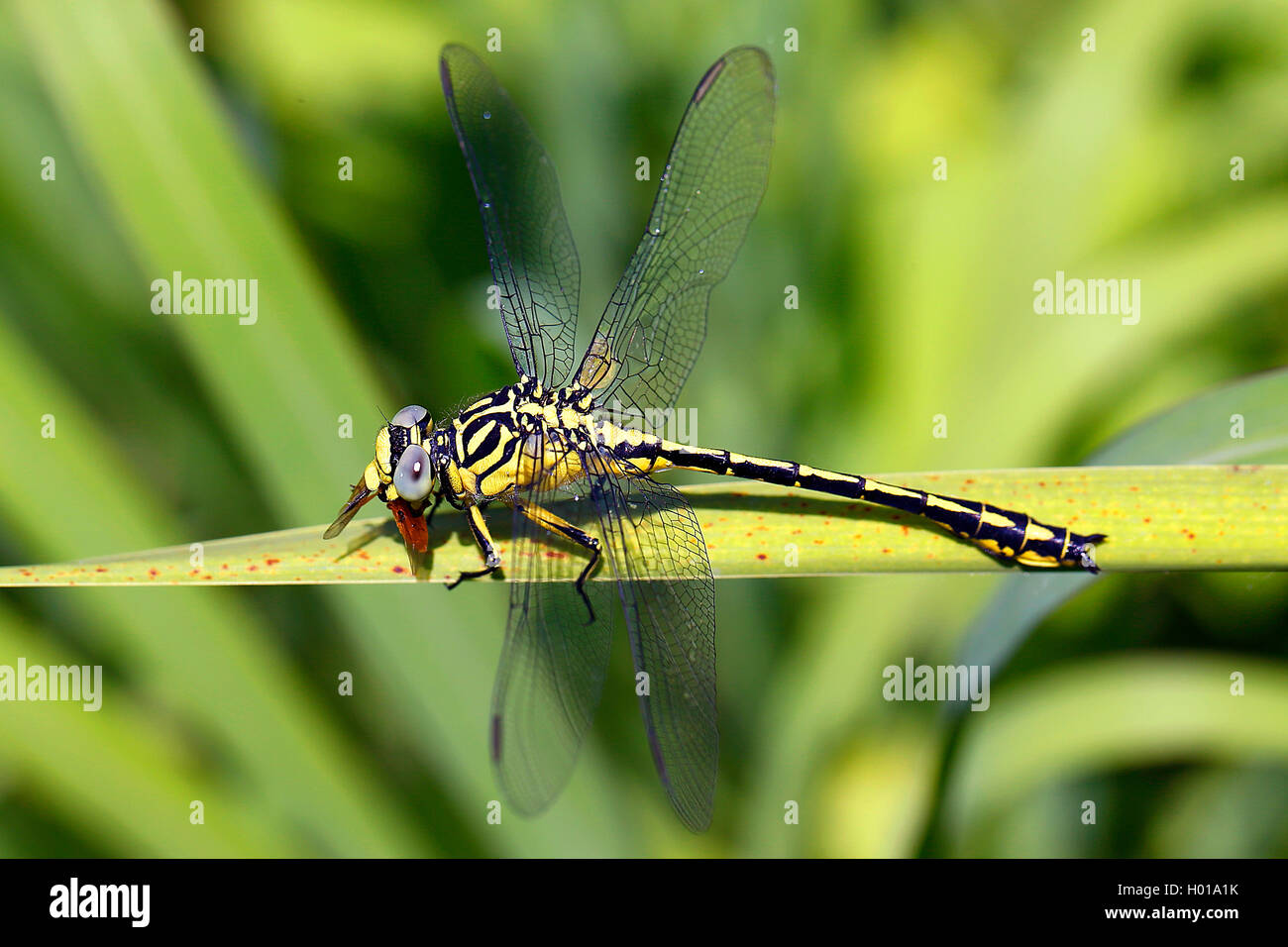 Asian gomphus (Gomphus flavipes), sits on a leaf, Romania Stock Photo