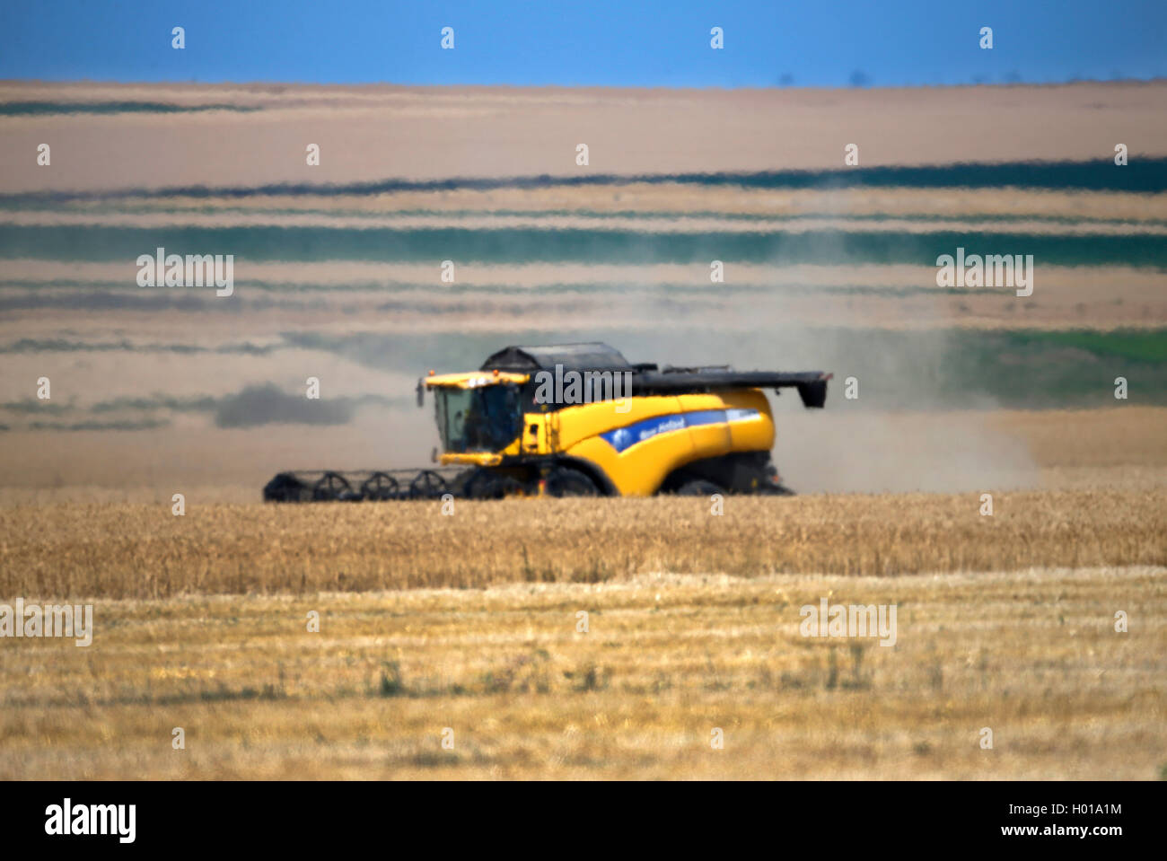 combine harverster harvesting a grain field, Romania Stock Photo