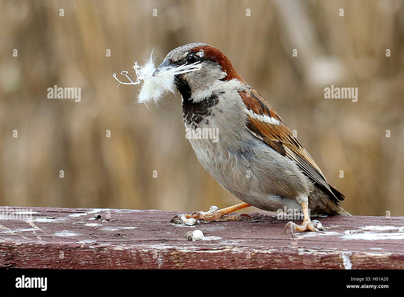 house sparrow (Passer domesticus), with nesting material in its bill, Romania Stock Photo