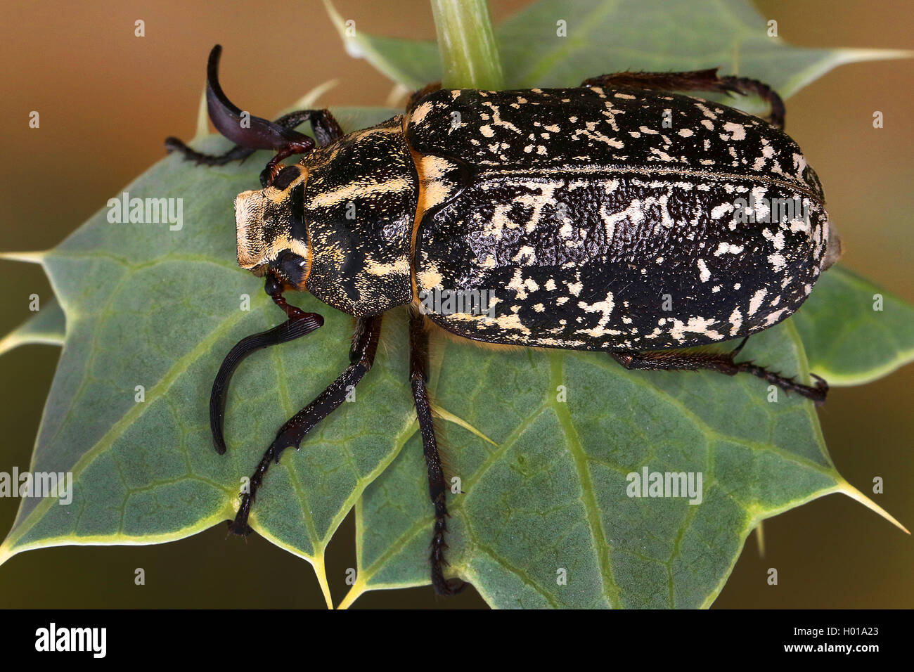 fuller (Polyphylla fullo), sits on a leaf, Romania Stock Photo