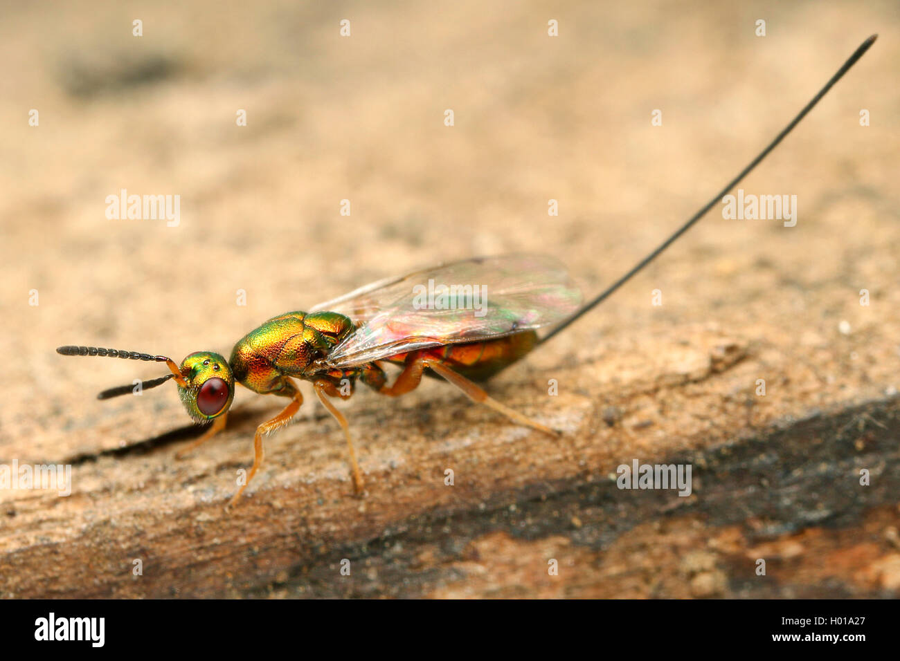 Chalcid wasp (Torymus spec.), female, Romania Stock Photo