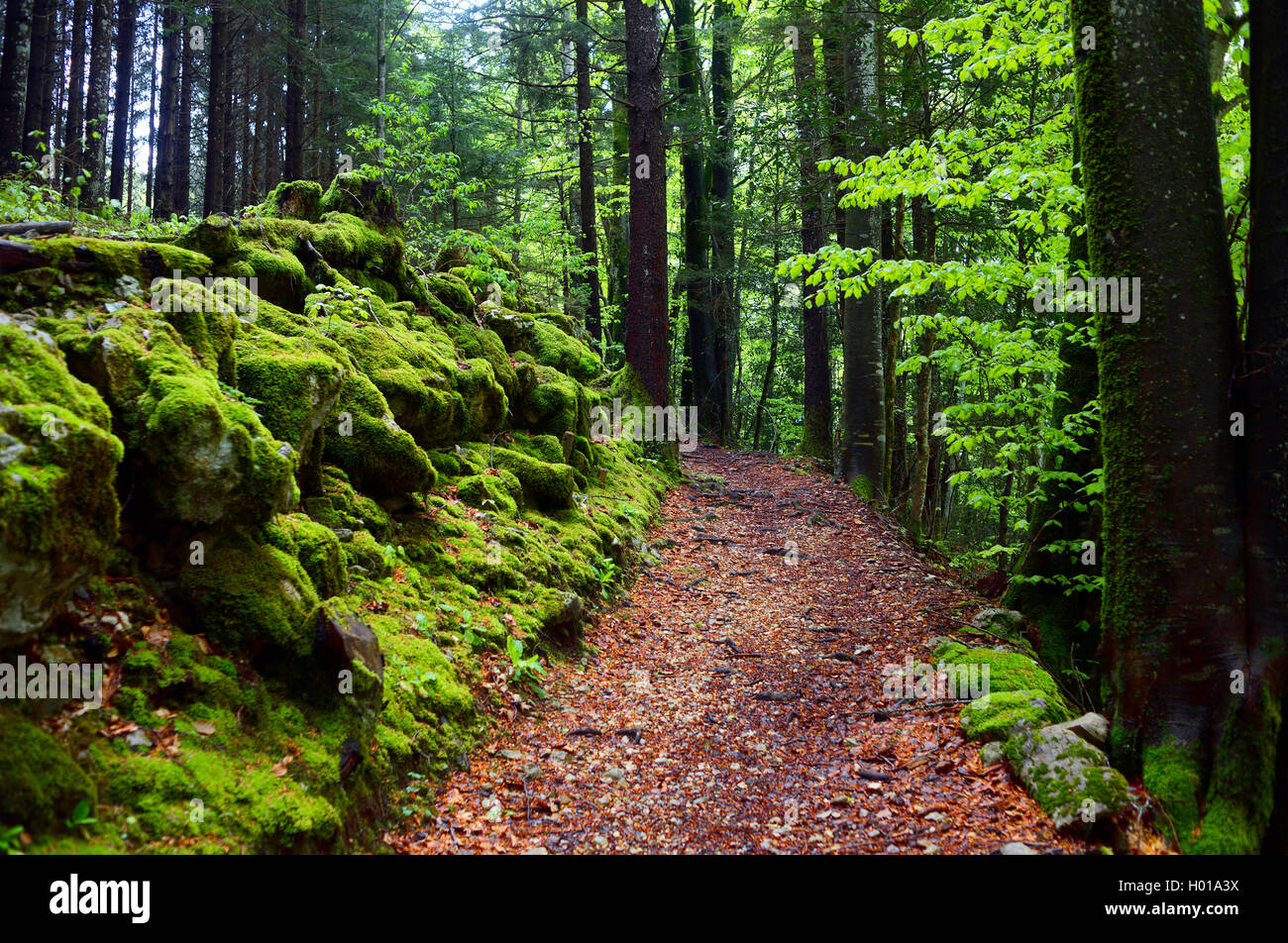 forest path, France, Haute-Savoie Stock Photo