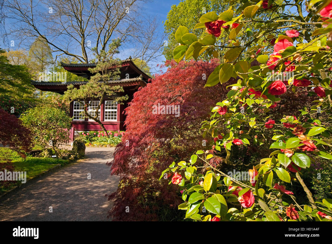 Japanese camellia (Camellia japonica), Japanese Garden Leverkusen with tea house in spring, Germany, North Rhine-Westphalia, Bergisches Land, Leverkusen Stock Photo