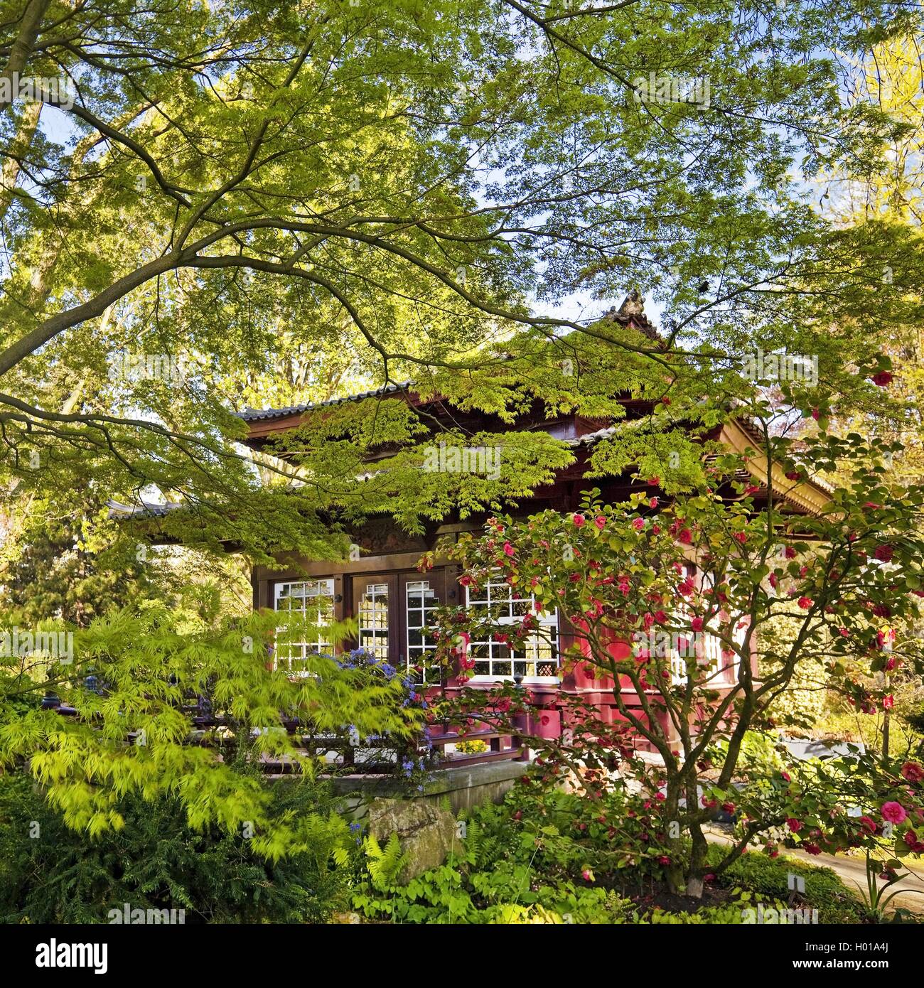 Japanese camellia (Camellia japonica), Japanese Garden Leverkusen with tea house in spring, Germany, North Rhine-Westphalia, Bergisches Land, Leverkusen Stock Photo