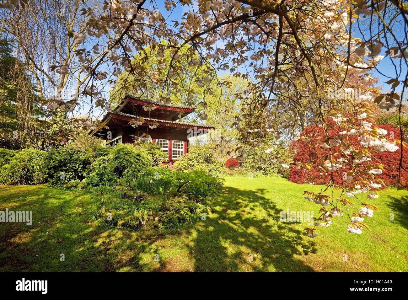 azalea (Azalea spec.), Japanese Garden Leverkusen with tea house in