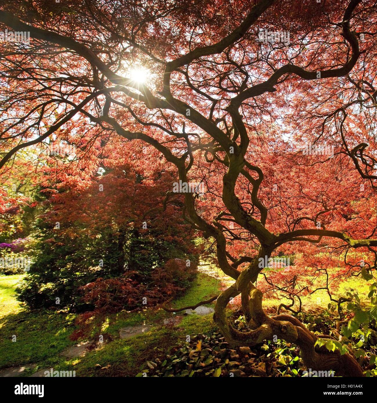 Japanese maple (Acer palmatum), Japanese Garden Leverkusen in spring
