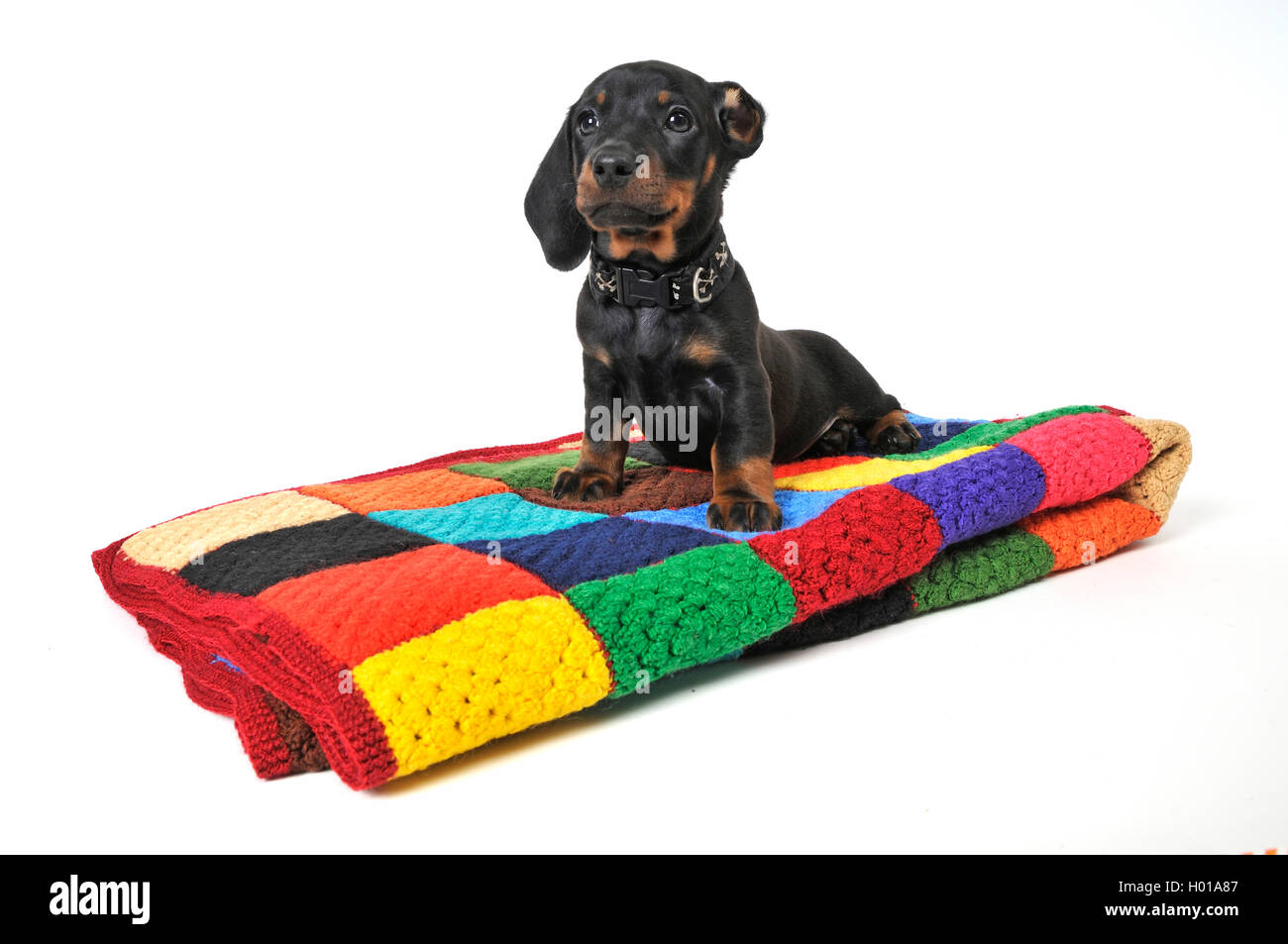 Short-haired Dachshund, Short-haired sausage dog, domestic dog (Canis lupus f. familiaris), dark-haired puppy sitting on a coloured woolen blanket, cut-out Stock Photo
