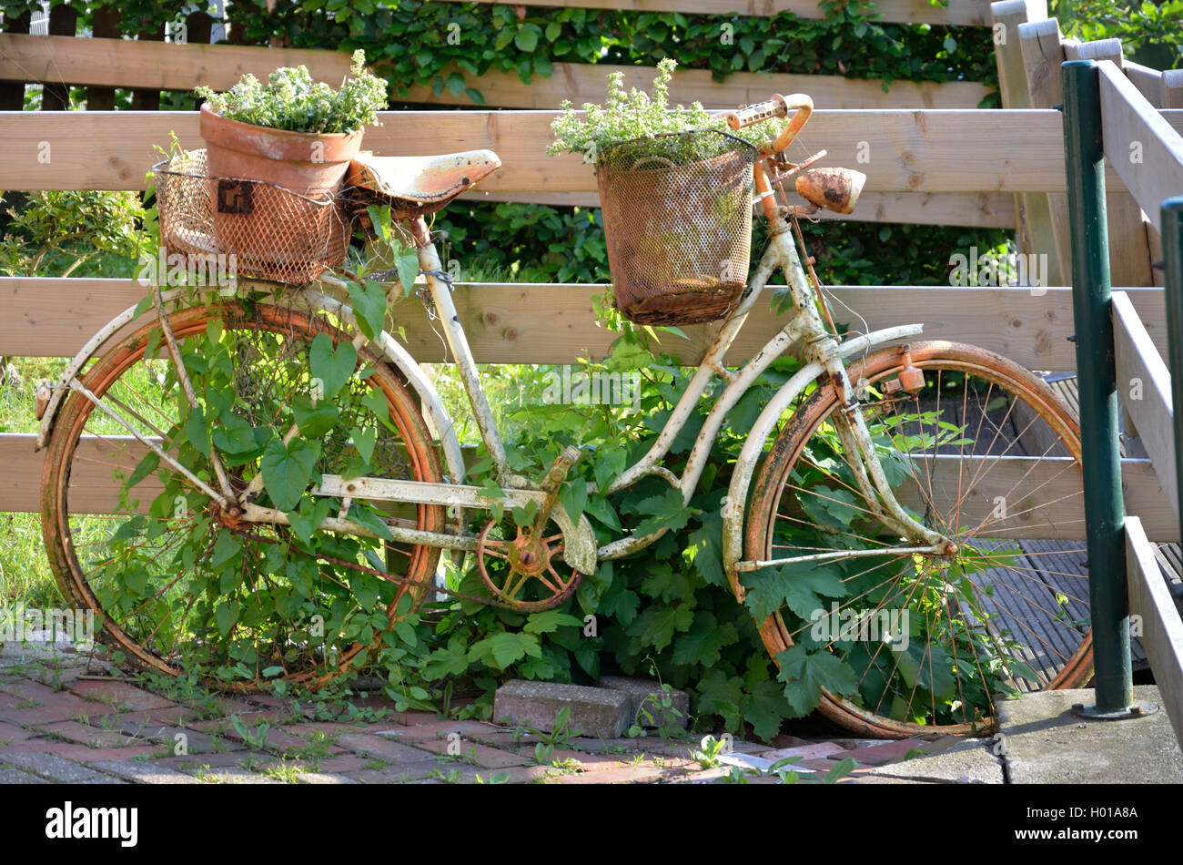 Shabby Chic, planted bike in Vintage-Look, Germany, Lower Saxony, Greetsiel Stock Photo