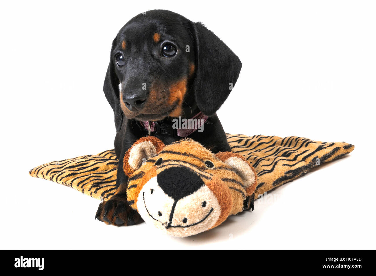 Short-haired Dachshund, Short-haired sausage dog, domestic dog (Canis lupus f. familiaris), puppy lying on a tiger cuddly blankie Stock Photo