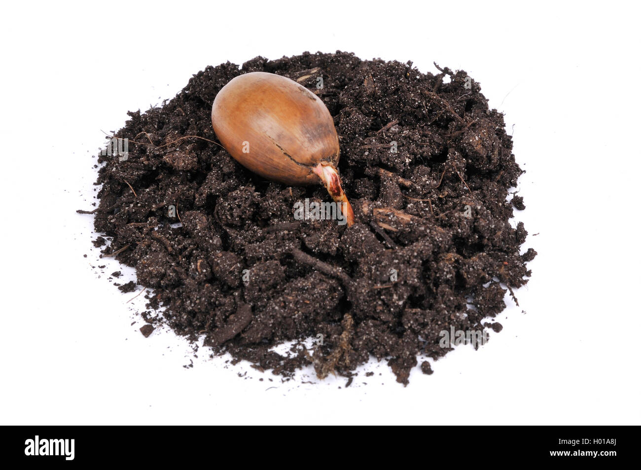 Turkey oak (Quercus cerris), germinating acorn on soil, cut out, Germany Stock Photo