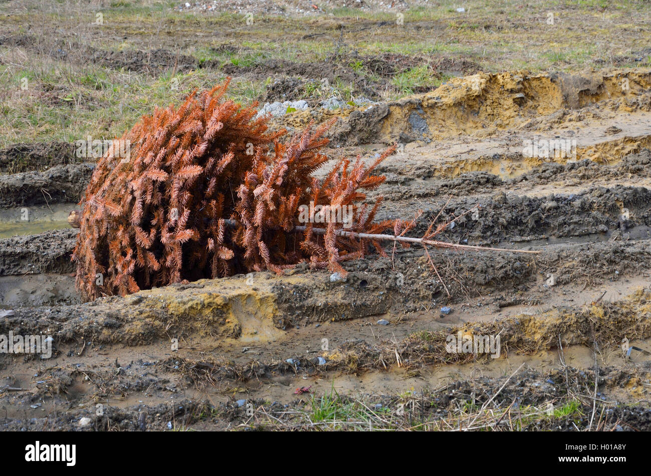 thrown away Christmas tree lying on an acre, Germany, North Rhine