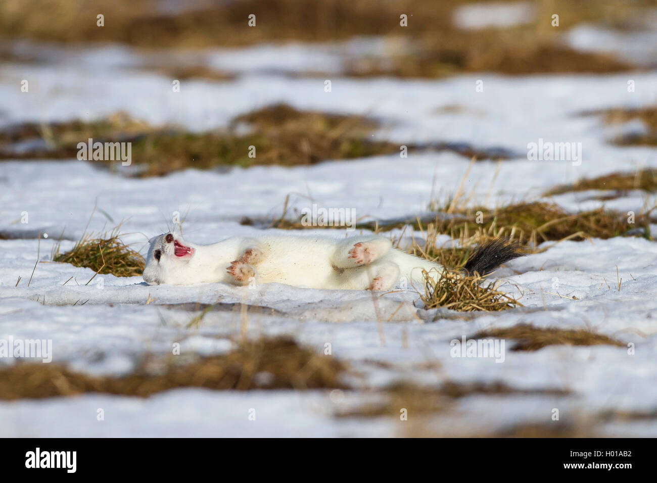 Ermine, Stoat, Short-tailed weasel (Mustela erminea), rolling frolicsomely in the snow, Germany Stock Photo