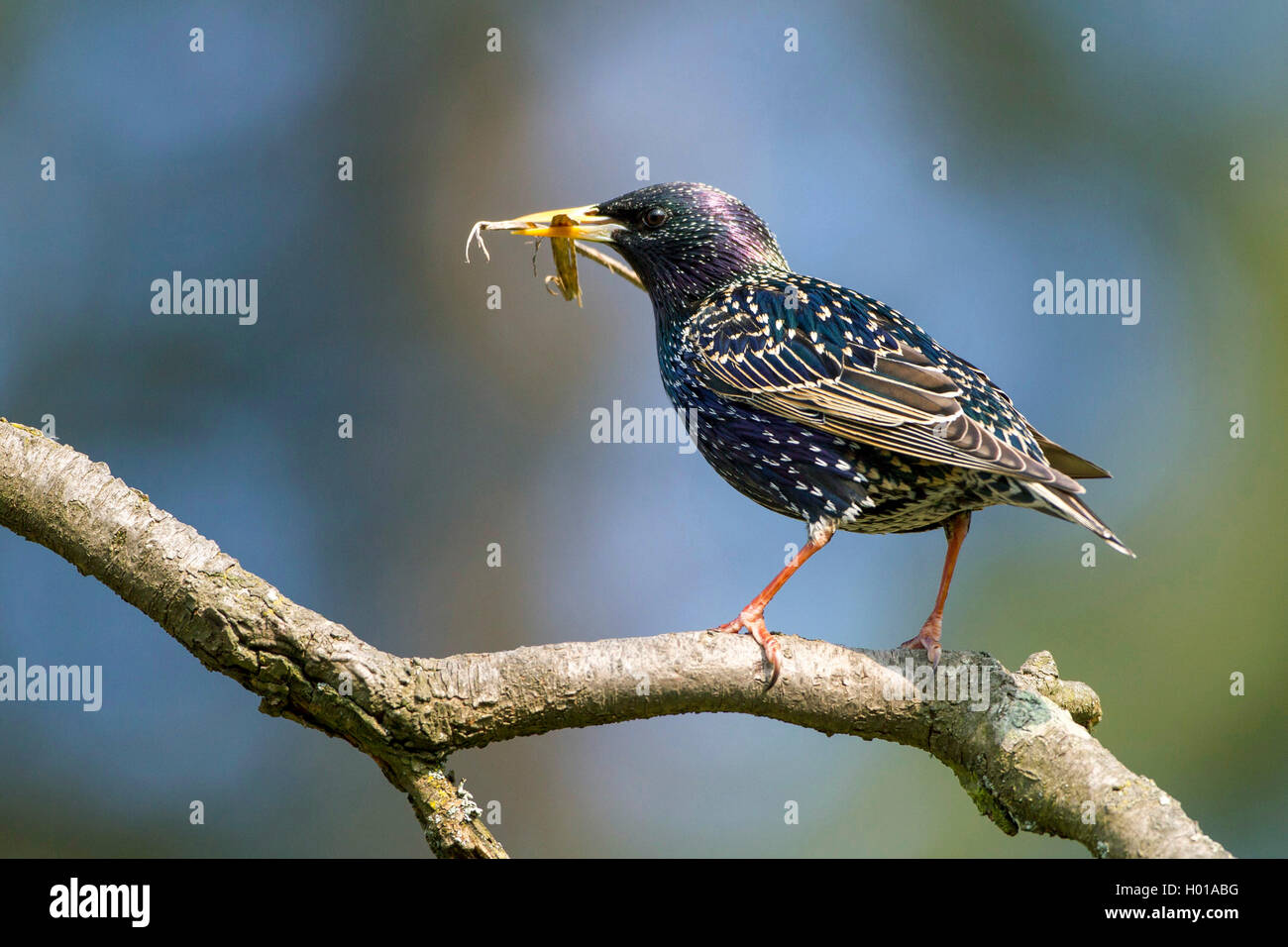 Star (Sturnus vulgaris), sitzt mit Futter im Schnabel auf einem Ast, Deutschland | common starling (Sturnus vulgaris), sitting o Stock Photo