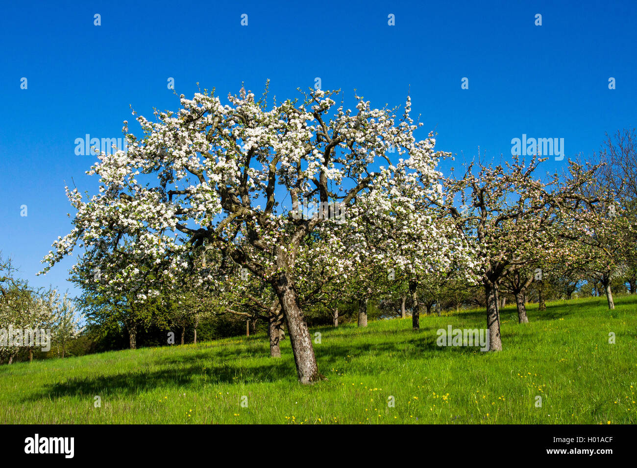 apple tree (Malus domestica), blooming apple tree in a fruit meadow