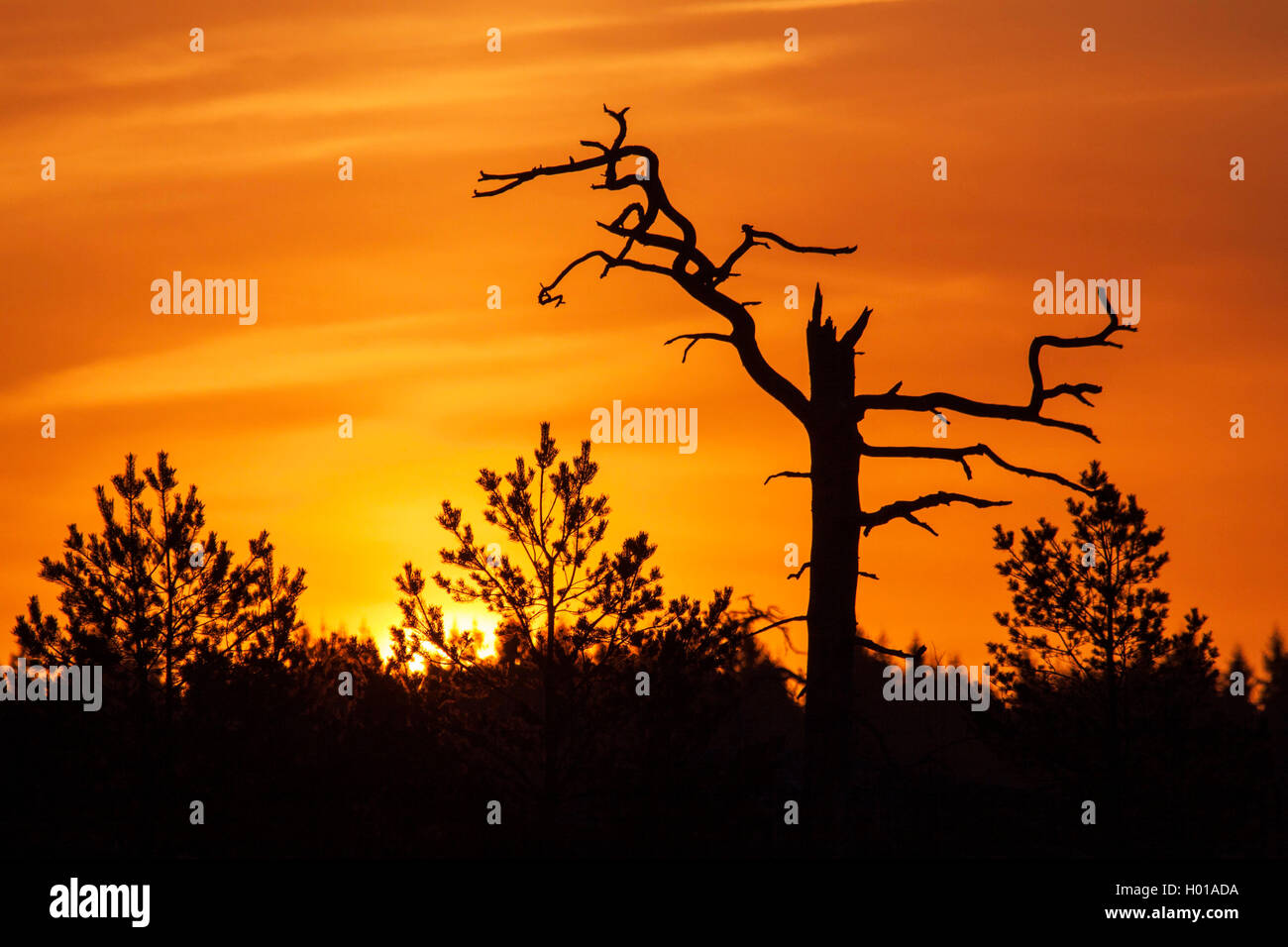 dead tree in the red light of dawn, Sweden Stock Photo