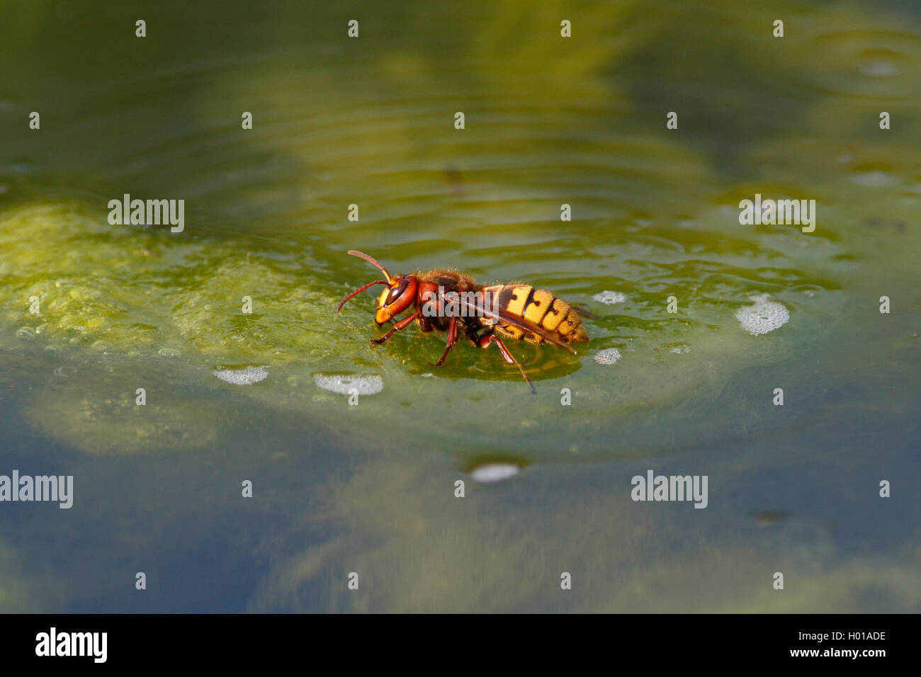 Hornisse (Vespa crabro), beim Wasserschoepfen an der Wasseroberflaeche, Seitenansicht, Deutschland, Baden-Wuerttemberg | hornet, Stock Photo