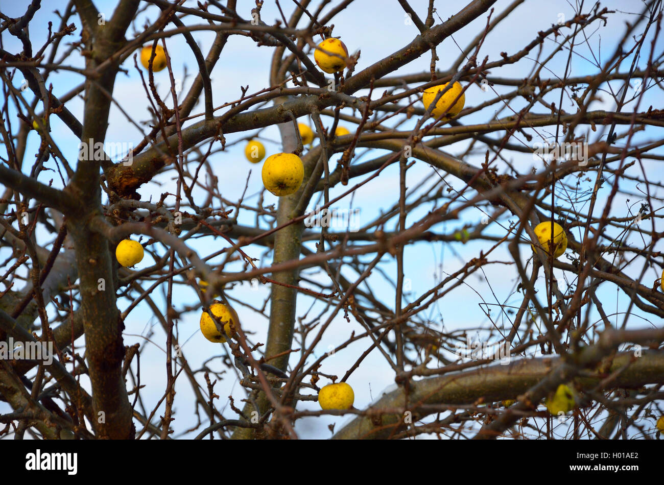 uebrig gebliebene schrumpelige Aepfel in einem Apfelbaum, Deutschland, Nordrhein-Westfalen, Ruhrgebiet, Castrop-Rauxel | leftove Stock Photo
