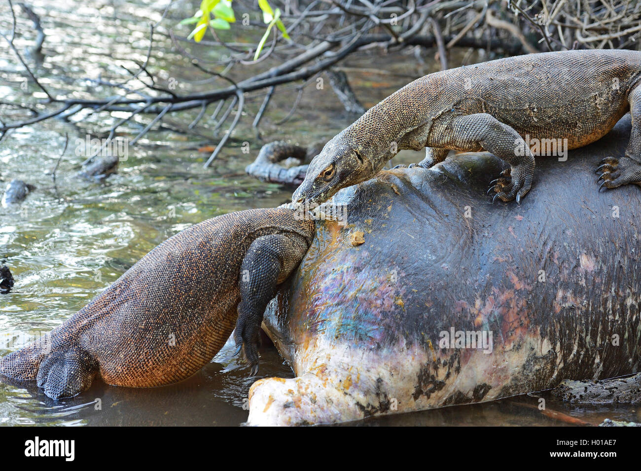 Komodo-Waran, Komodo Waran, Komodowaran (Varanus komodoensis), zwei  Komodowarane fressen am Kadaver eines im Flachwasser verende Stock Photo -  Alamy