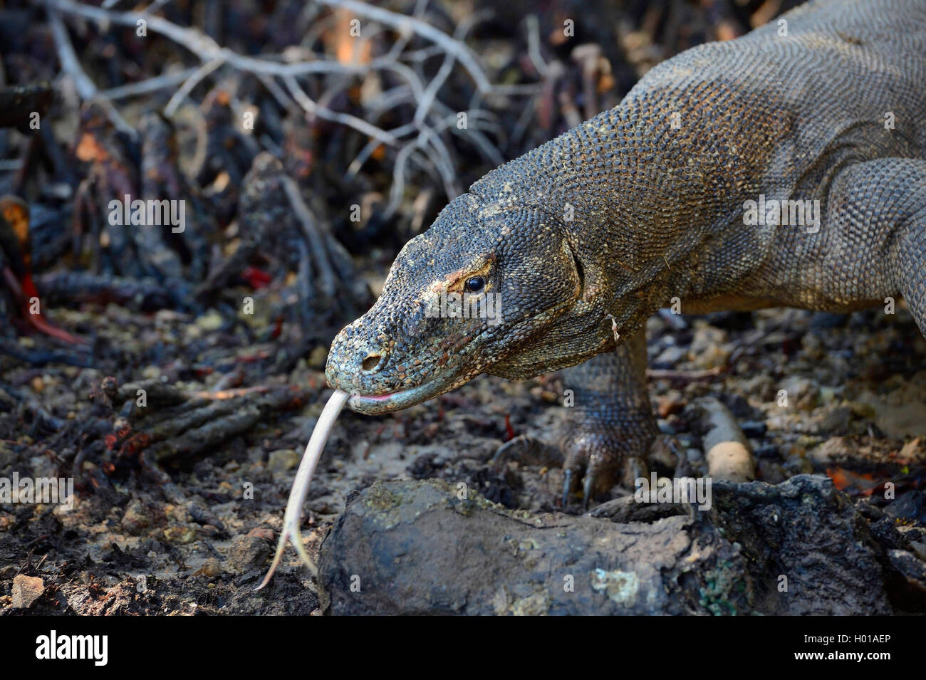 Komodo-Waran, Komodo Waran, Komodowaran (Varanus komodoensis), im Mangrovenbereich, Seitenansicht, Indonesien, Rinca, Komodo Nat Stock Photo