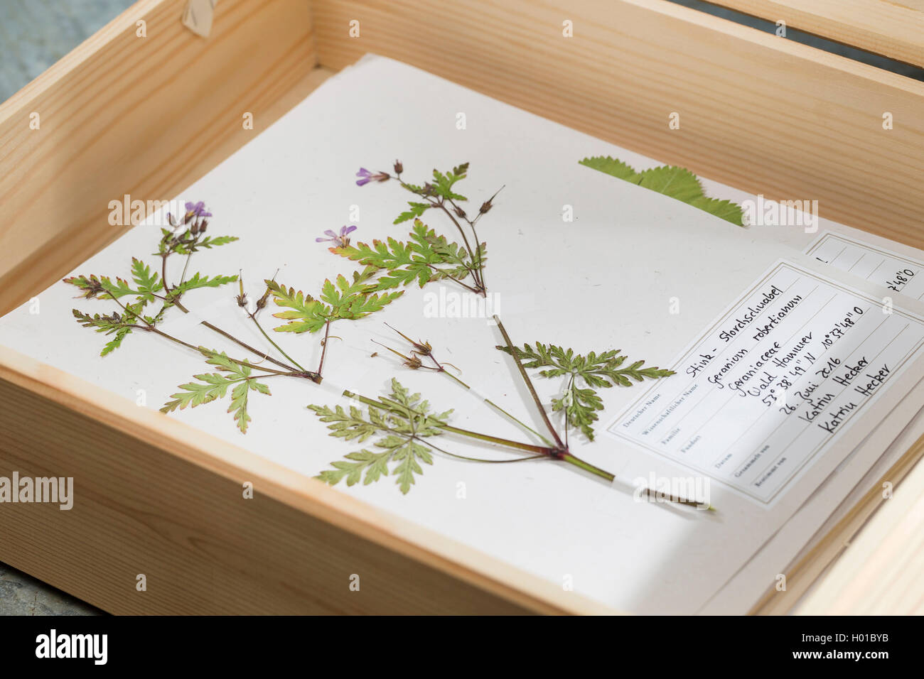 Herb Robert, Red Robin, Death come quickly, Robert Geranium (Geranium robertianum, Robertiella robertiana), ready herbarium sheet in a box, Germany Stock Photo