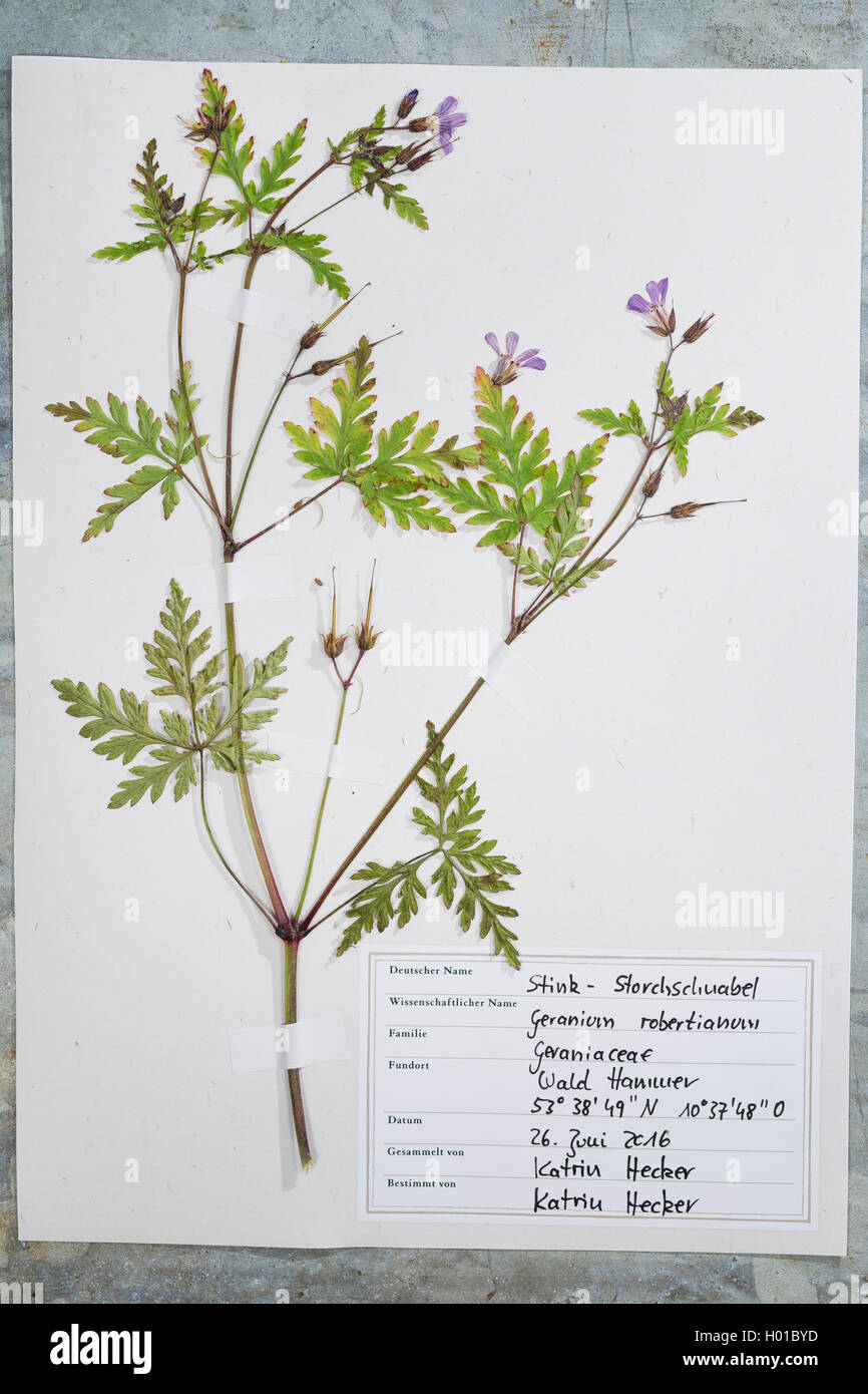 Herb Robert, Red Robin, Death come quickly, Robert Geranium (Geranium robertianum, Robertiella robertiana), ready herbarium sheet, Germany Stock Photo