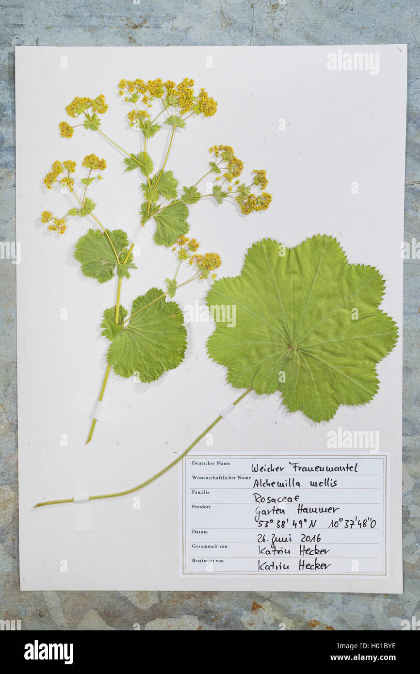 lady's mantle (Alchemilla mollis), ready herbarium sheet, Germany Stock Photo