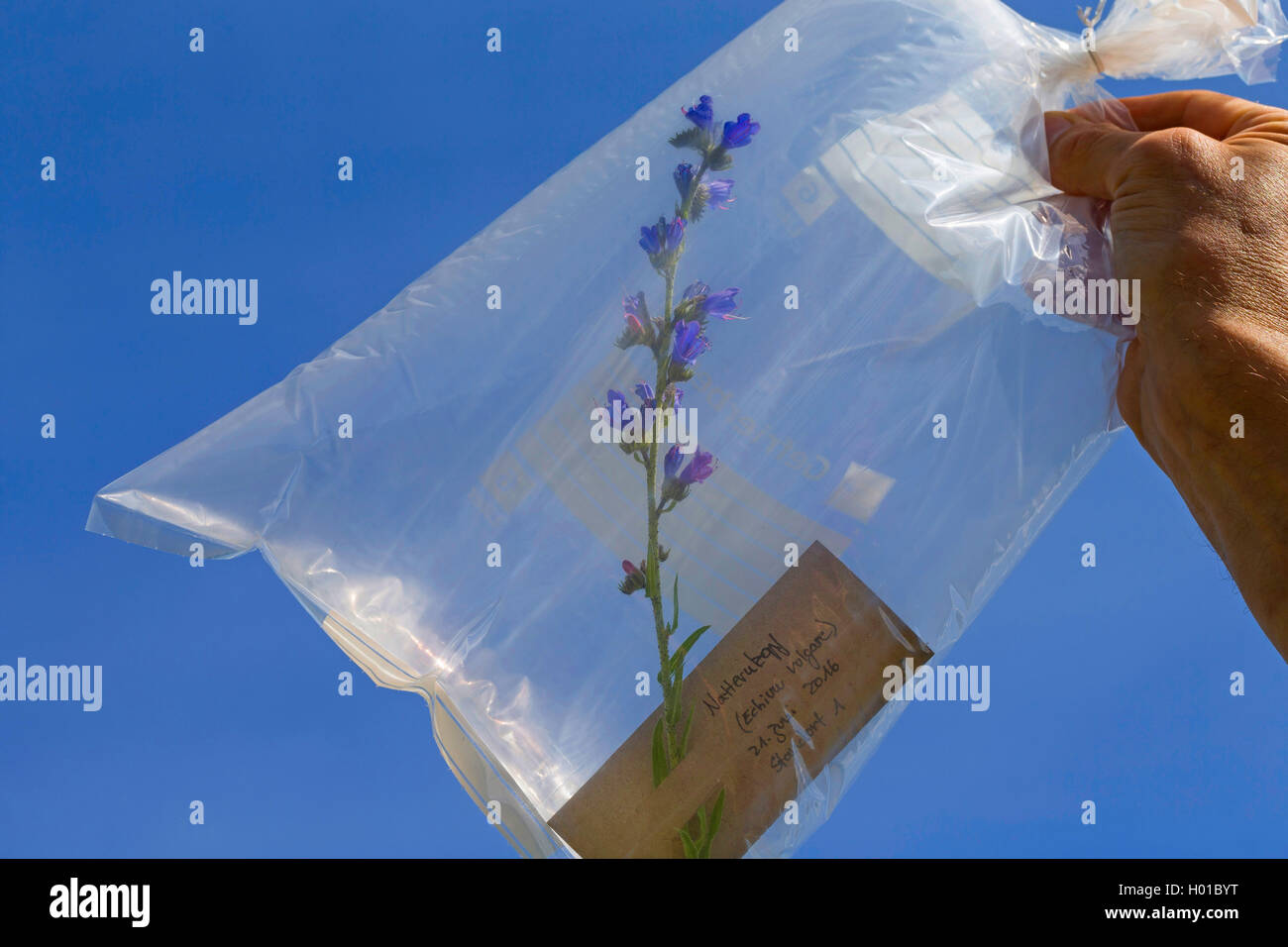 blueweed, blue devil, viper's bugloss, common viper's-bugloss (Echium vulgare), transport of a collected plant in a plastic bags for later herbarization, Germany Stock Photo