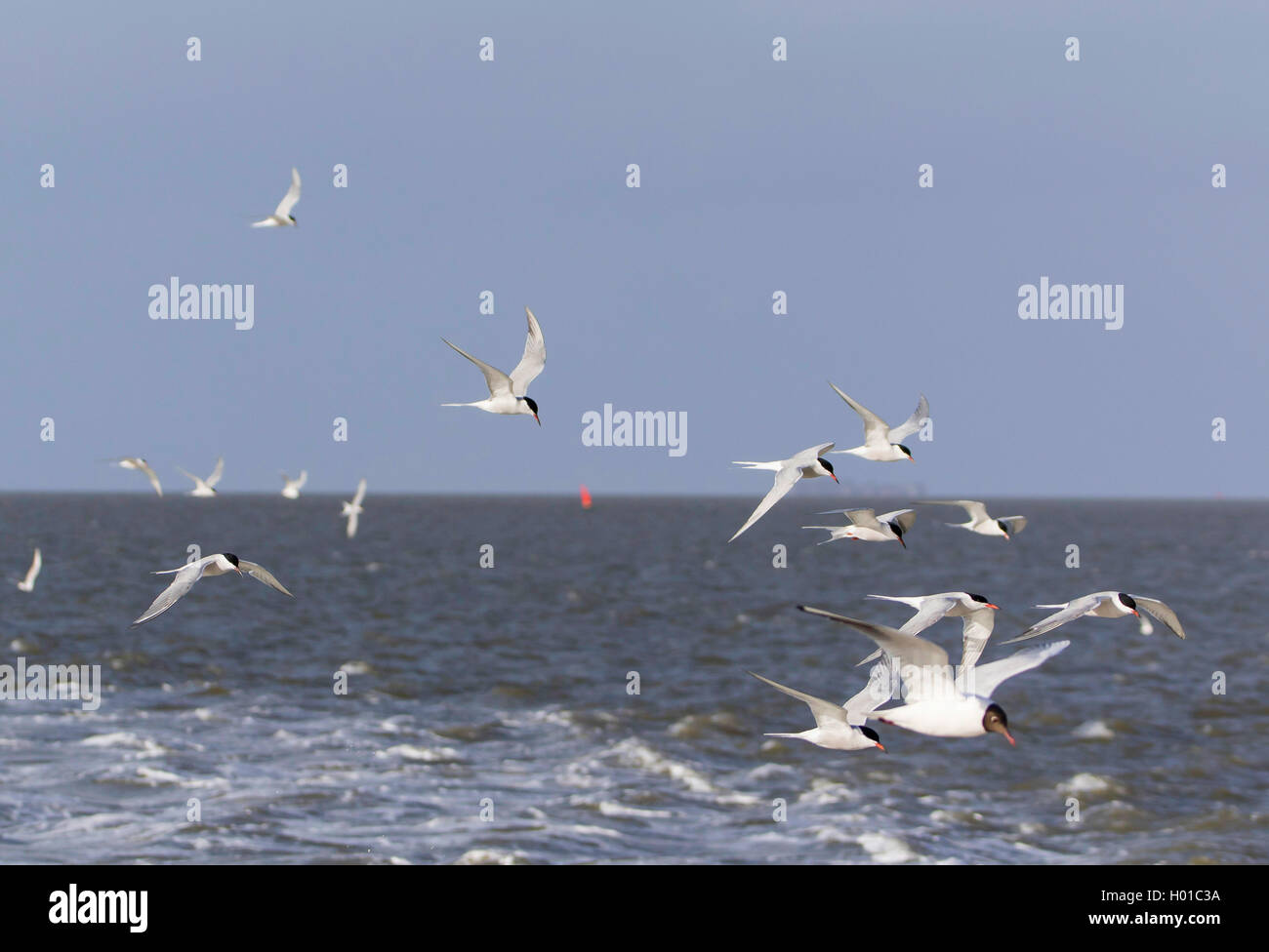 black-headed gull (Larus ridibundus, Chroicocephalus ridibundus), Terns and Gulls follow ship, Germany, Schleswig-Holstein, Northern Frisia, Hallig Hooge Stock Photo