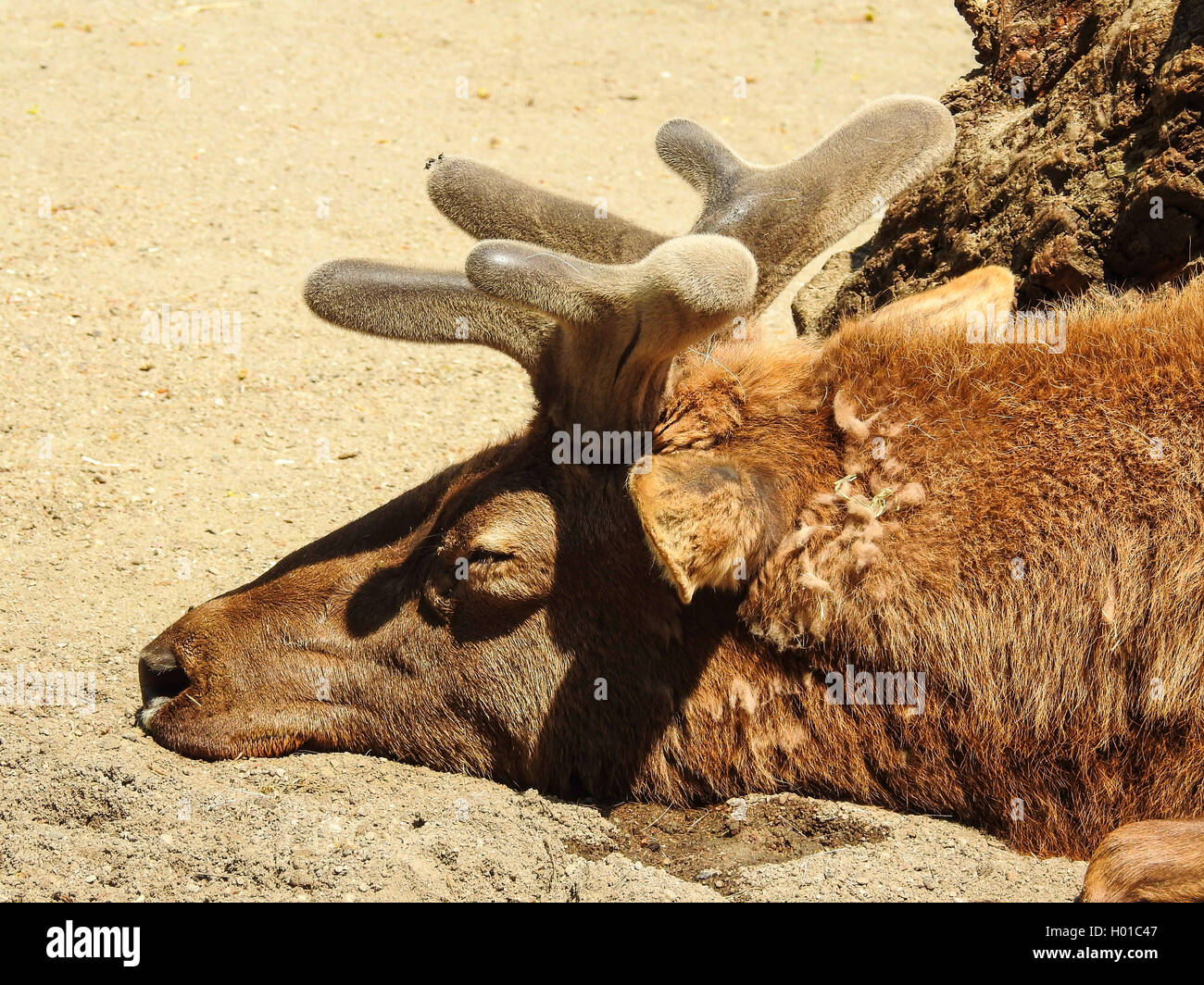 wapiti, elk (Cervus elaphus canadensis, Cervus canadensis), sleeps Stock Photo