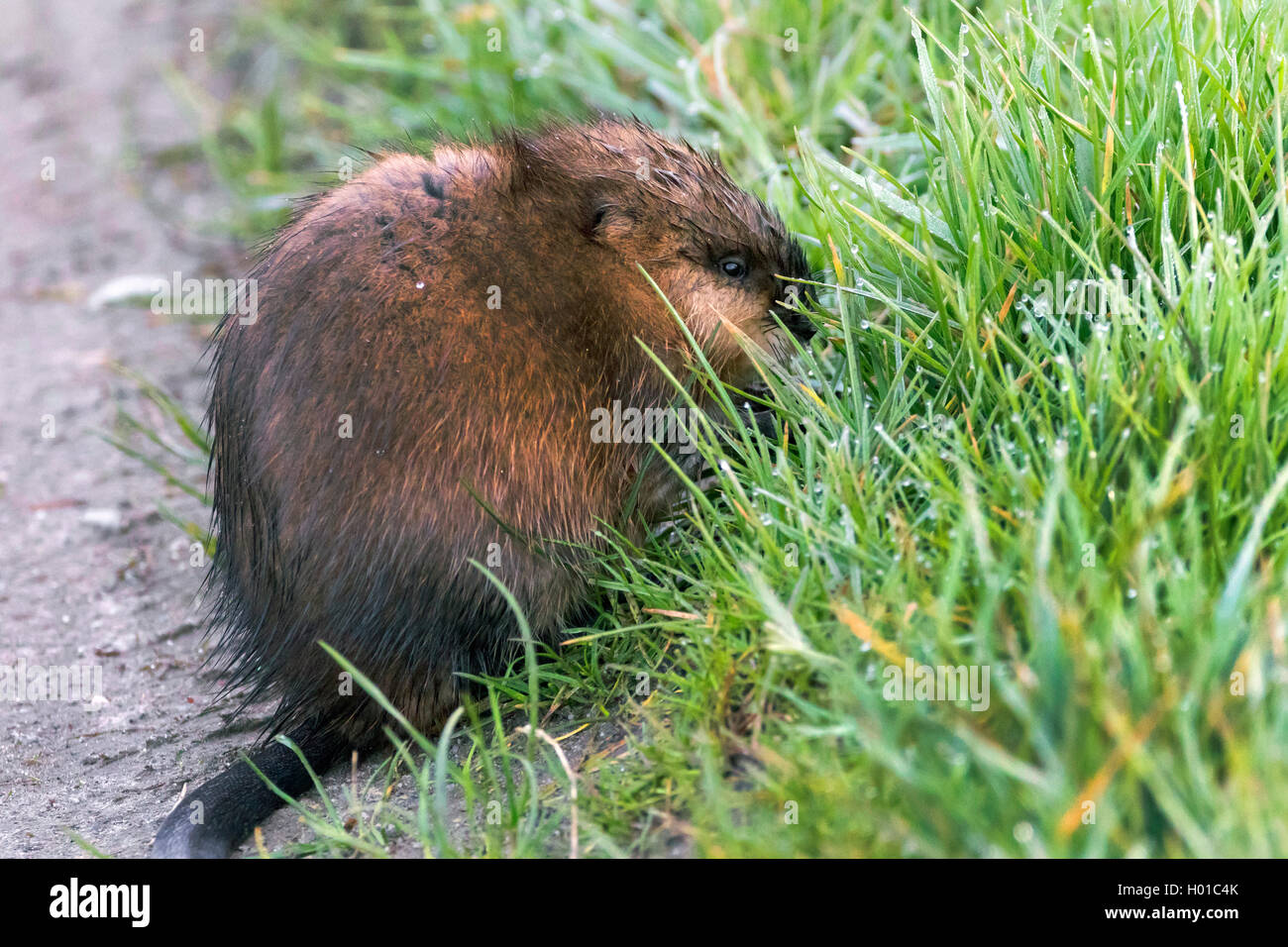 Bisamratte hi-res stock photography and images - Alamy