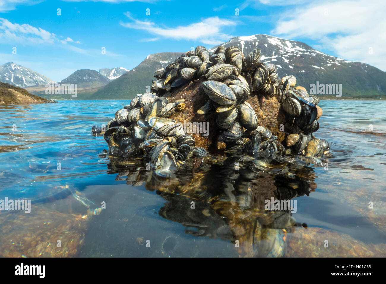 blue mussel, bay mussel, common mussel, common blue mussel (Mytilus