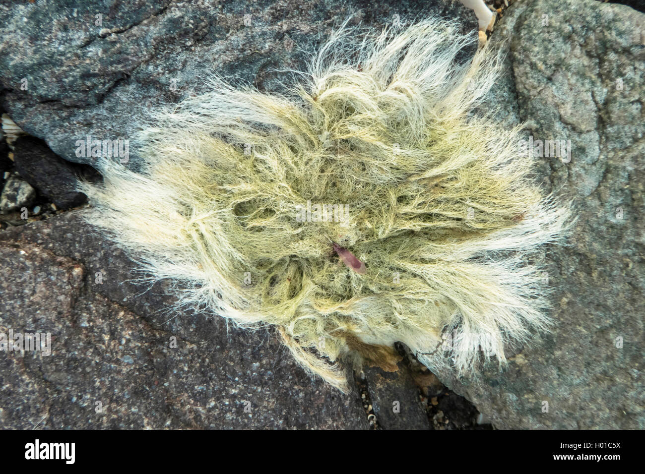 Turtle Weed (Chlorodesmis fastigiata), on a rock, Norway, Troms Stock Photo