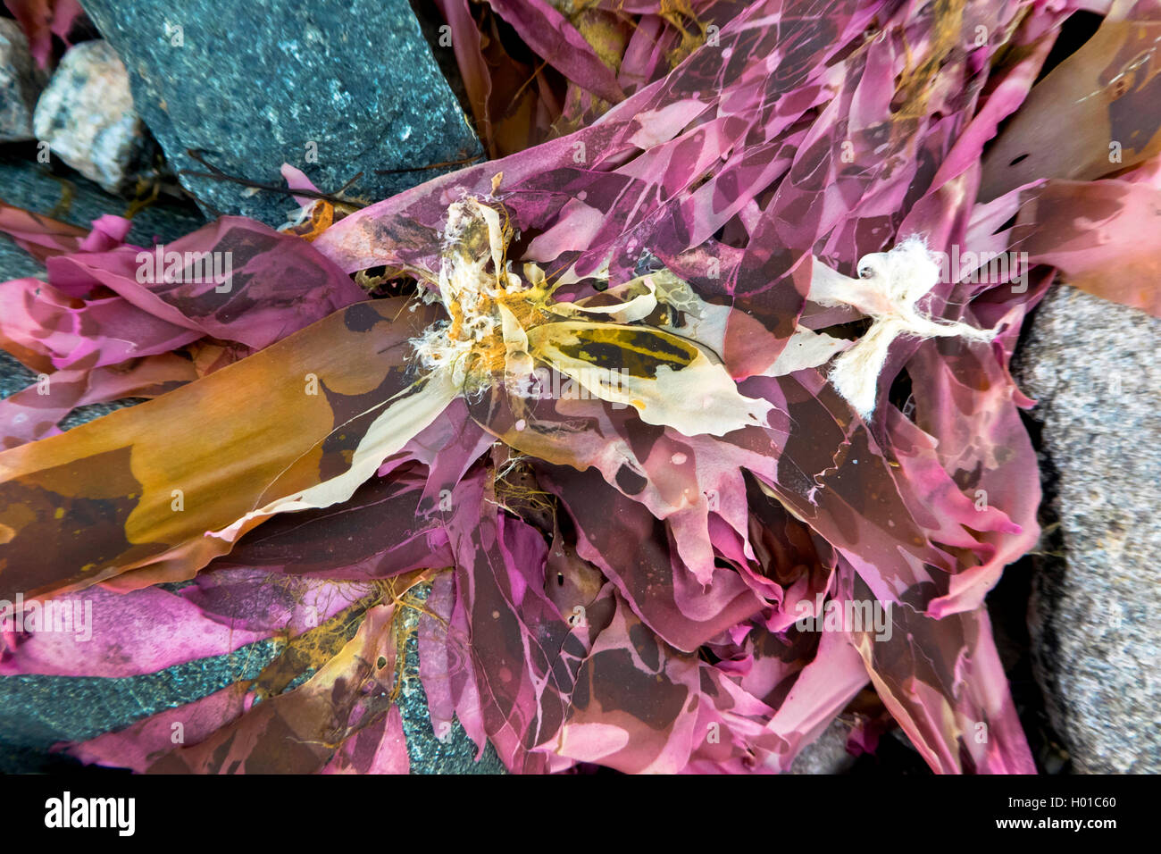 red algae on the beach, Norway, Troms, Tromsoe Stock Photo